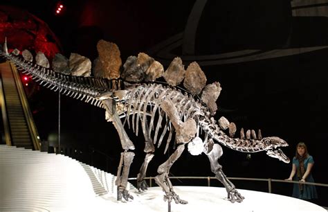 Stegosaurus fossil goes on permanent display at the Natural History ...