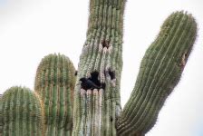 Bird Inside A Saguaro Cactus Free Stock Photo - Public Domain Pictures