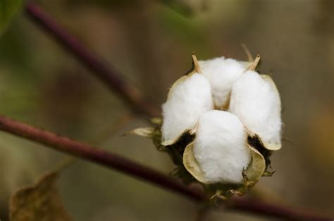 15 Percent of Cotton Crop May Still Be Sitting Vulnerable in the Field – Lakeview Grains, LLC