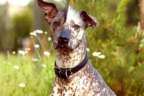 Xoloitzcuintli Dog Breed Information, Pictures, Characteristics & Facts