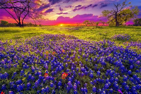 Texas bluebonnets at sunset, fiery, bluebonnets, sunset, sky, field ...