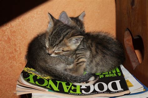 2 Kittens Dreaming About Dogs - Etsy