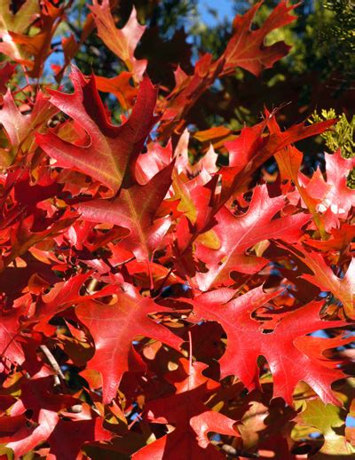 Best Fall Color Trees for Texas - Neil Sperry's GARDENS