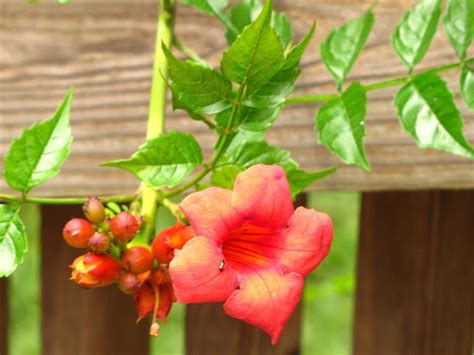 Viewing nature with Eileen: Backyard blooms and birds