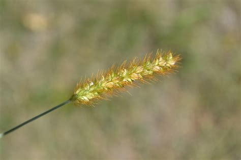 Yellow foxtail is an summer annual grassy weed.