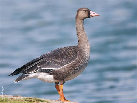 Greater White-fronted Goose | KuwaitBirds.org