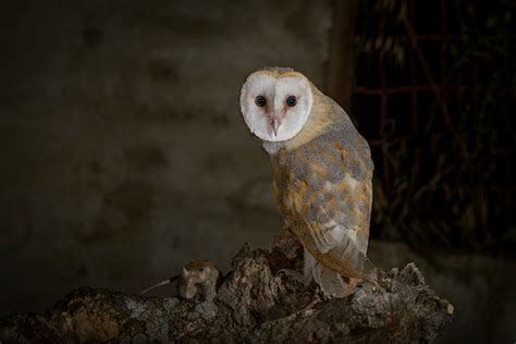 Premium Photo | Barn owl hunting at night