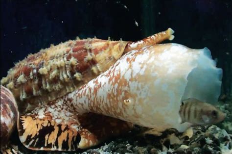 Why The Cone Snail Is One Of The Deadliest Sea Creatures