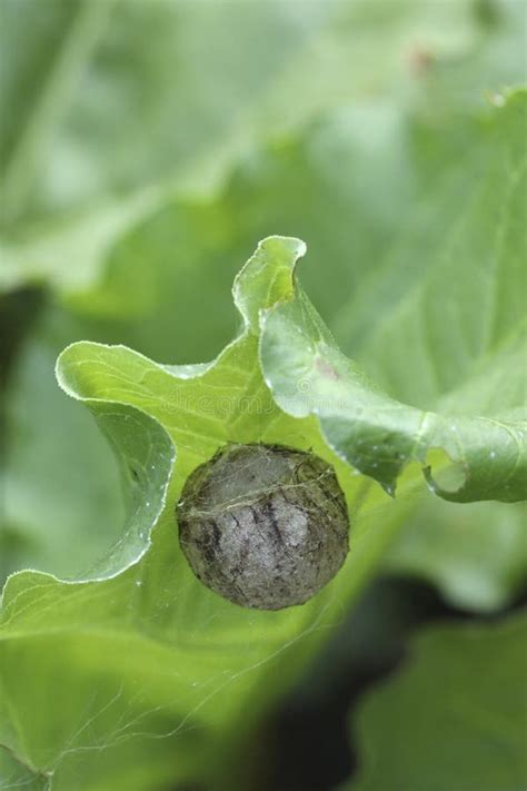 An Egg Sac of a Wasp Spider Attached To the Bottom of a Leaf Stock ...