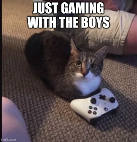 cat gaming - Imgflip