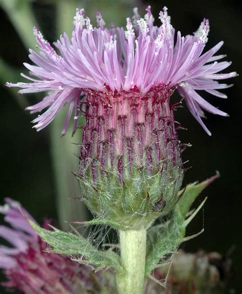 Canada Thistle – Taos SWCD