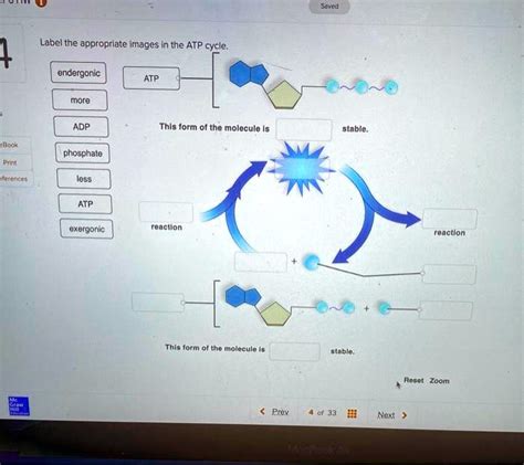 SOLVED: Label the appropriate images in the ATP cycle. 1. endergonic 2 ...