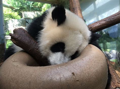 Panda Updates - Monday, July 17 | Zoo Atlanta
