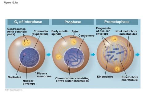 the cell cycle