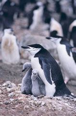 Chinstrap Penguin Facts: Lesson for Kids | Study.com