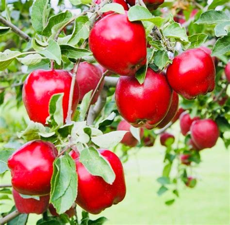 Red Delicious Apple Tree - Fruit delicious as it is beautiful! (2 year ...