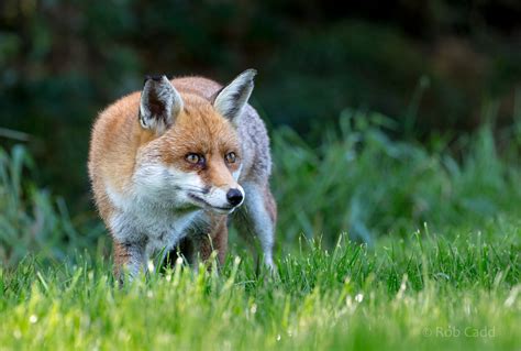 European red fox : British Wildlife Centre : 05 Oct 2018 - ZooChat