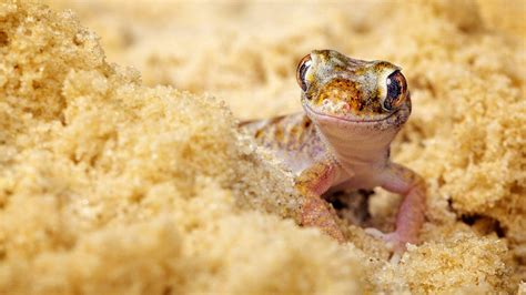 Gecko Computer Wallpapers, Desktop Backgrounds | 1920x1080 | ID:463053 | Lizard, Gecko, Pet care