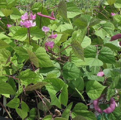 Hyacinth Bean – Natures Herb Farm