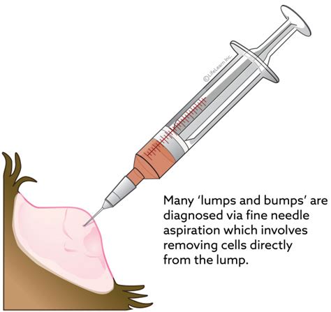 Fine Needle Aspiration (FNA) | VCA Animal Hospital