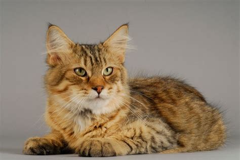 Pixie-Bob Cat Breed: Size, Appearance & Personality