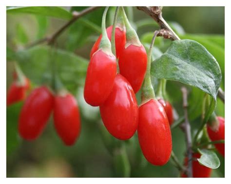 Goji Berry - Prairie Gardens