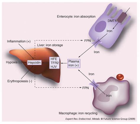 Hereditary hemochromatosis patient - Cancer Therapy Advisor