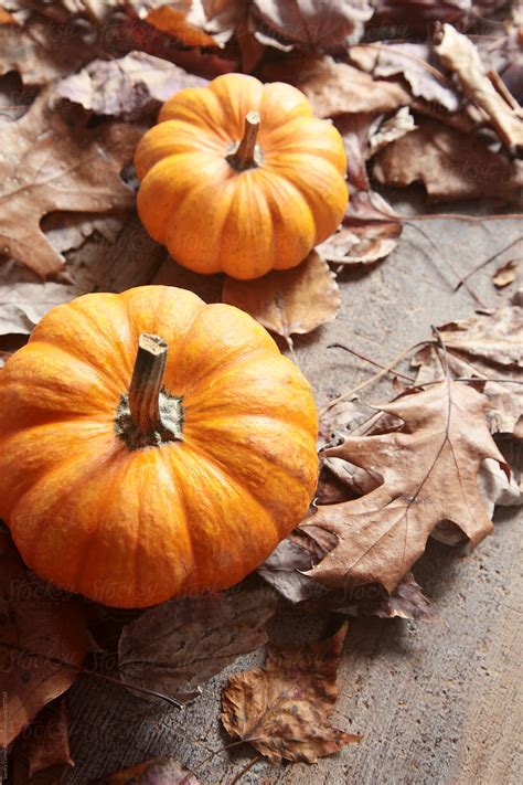 "Small Pumpkins On Fall Leaves" by Stocksy Contributor "Sandra Cunningham" - Stocksy