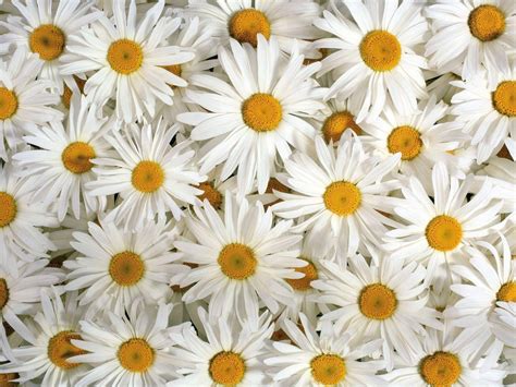 48+ Wallpaper Bunga Daisy