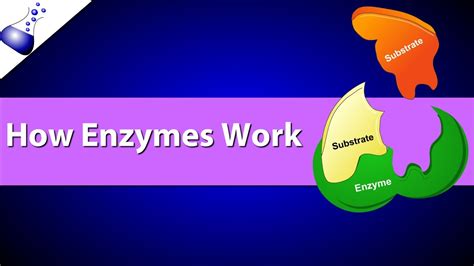 How Enzymes Work - YouTube