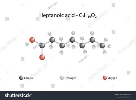 Molecular Formula Heptanoic Acid Heptanoic Acid Stock Vector (Royalty Free) 2068251053 ...