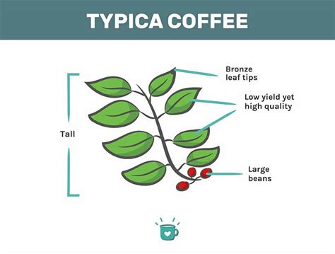 Typica Coffee Beans: An Important Arabica Variety