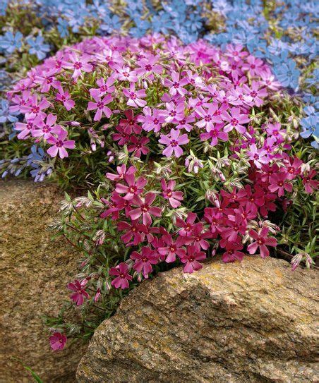 Cottage Farms Direct Nine-Piece Live Carpet Phlox Groundcover Set ...