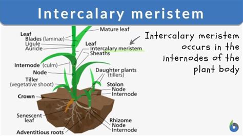 Intercalary meristem - Definition and Examples - Biology Online Dictionary