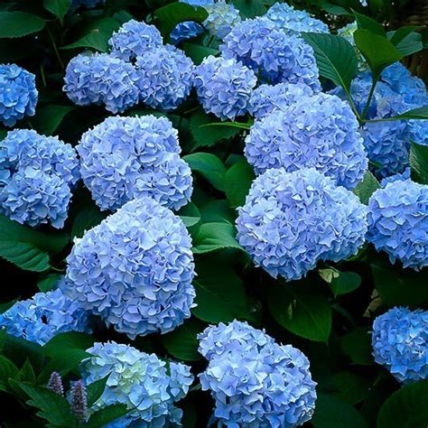 Nikko Blue Hydrangea | The Tree Center™