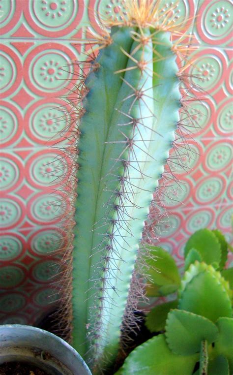 Blue cactus | Blue cactus, Plant leaves, Cactus and succulents