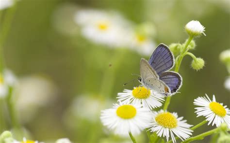 Daisies And Butterflies Wallpapers - Wallpaper Cave