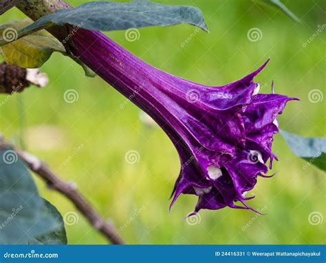 Datura Flower Royalty-Free Stock Photography | CartoonDealer.com #24615041