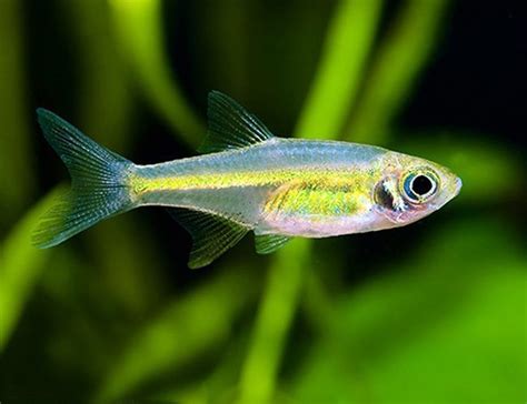 Green Kubotai Rasbora Microrasbora Kubota| Arizona Aquatic Gardens