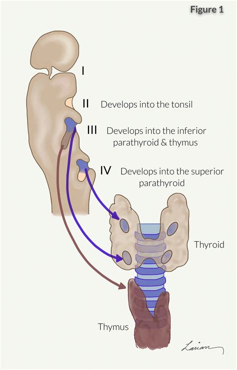 Parathyroid Anatomy image 3 - Hyperparathyroidism Surgery - Dr. Babak Larian