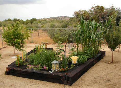 Growing a Vegetable Garden in Arizona - A&P Nursery