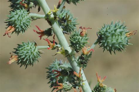 Ricinus communis L. | Plants of the World Online | Kew Science