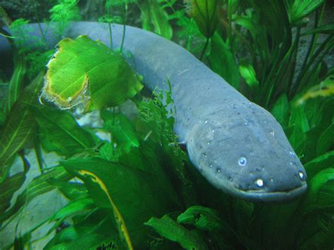 14 High Energy Facts About Electric Eels - Fact City