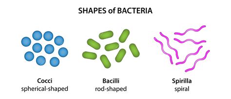 Three Shapes Of Bacteria