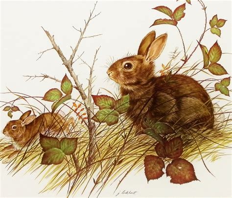 Cottontail Rabbit - Brittany's Best