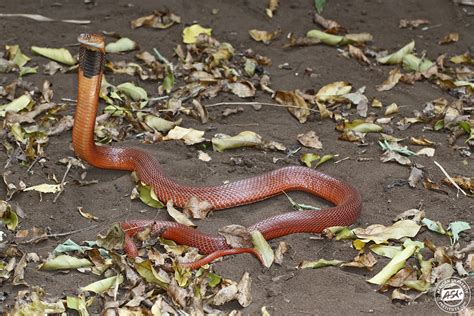 Red Spitting Cobra Habitat