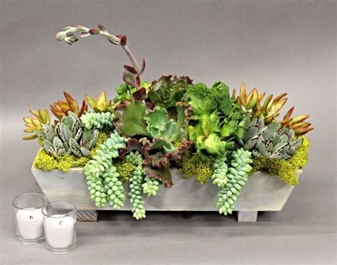 Succulent House Plants: Discover Why They Grew in Popularity - Sherlocks.com.au Blog