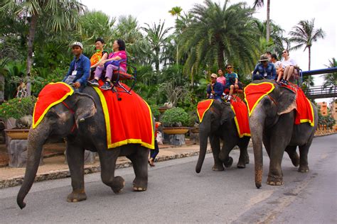 ELEPHANT RIDING | Nongnooch Resort Pattaya Offcial site