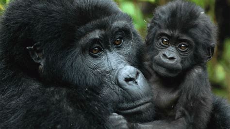 Volcanoes-National-Park | Volcanoes National Park Rwanda