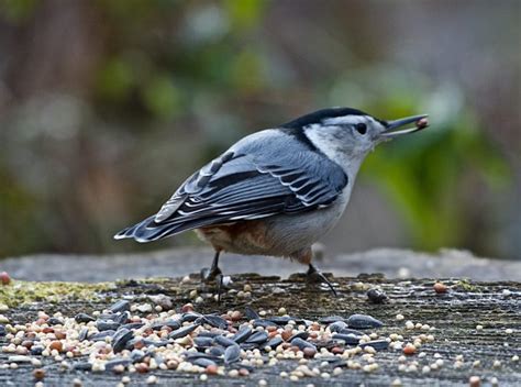 Ohio winter birds Archives